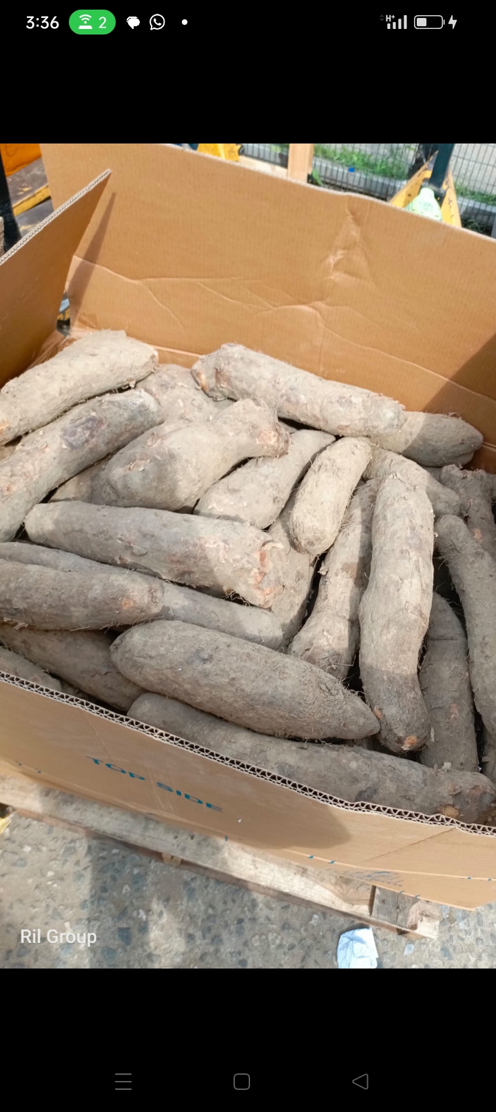 RAW YAM  TUBER